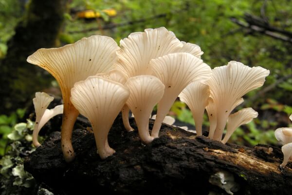 Самые ядовитые грибы с фото и описанием - Маленький белый гриб (Trogia venenata)