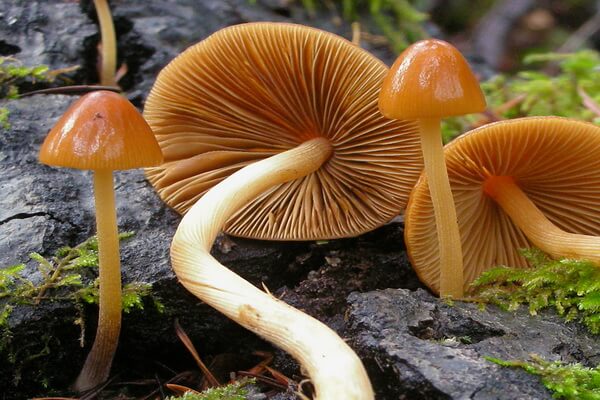 Самые ядовитые грибы с фото и описанием - Коноцибе или колпачок (Conocybe filaris)