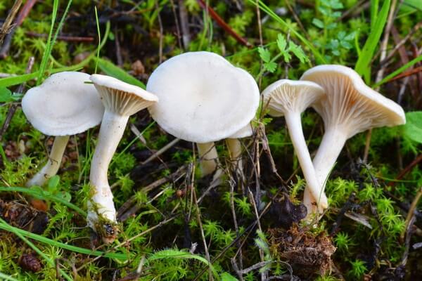 Самые ядовитые грибы с фото и описанием - Говорушка беловатая или обесцвеченная (Clitocybe dealbata)