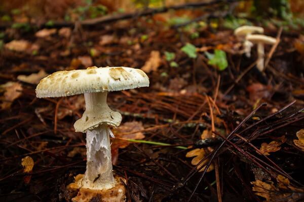 Виды ядовитых грибов с фото и описанием - Бледная поганка (Amanita phalloides)