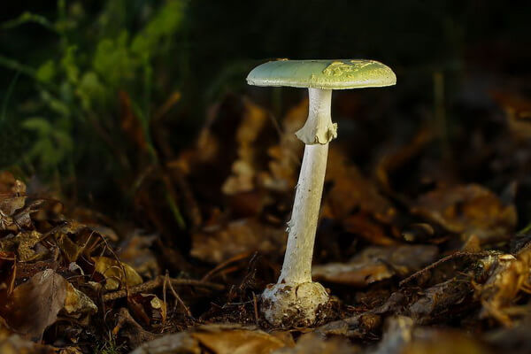 Самые ядовитые грибы с фото и описанием - Бледная поганка (Amanita phalloides)