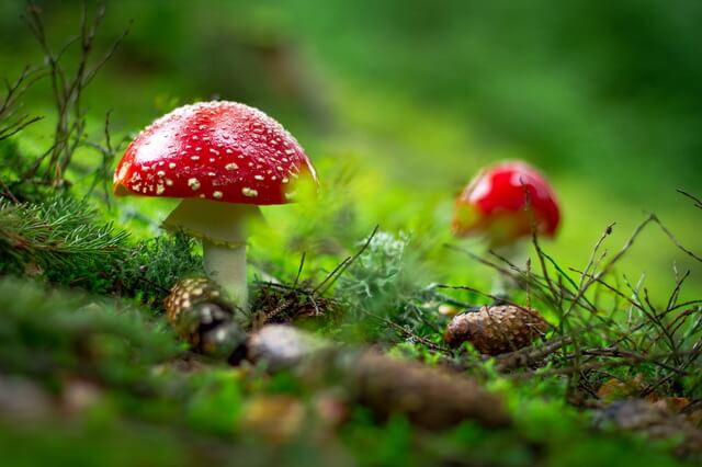 Самые ядовитые грибы - виды с фото, названием и описанием