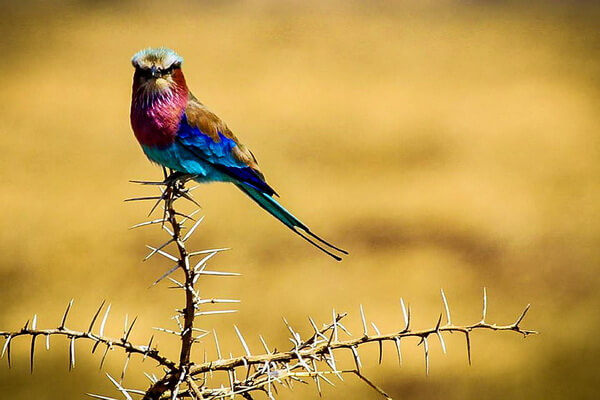 Самые яркие птицы - Сиреневогрудая или ласточкохвостая сизоворонка