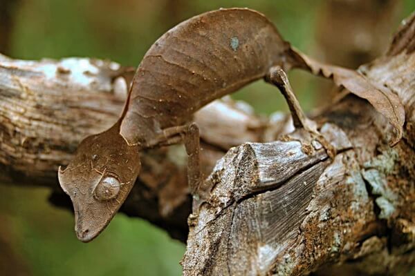 Сатанинский листохвостый геккон - определение вида