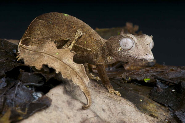 Фантастический листохвостый геккон - фото и описание ящерицы