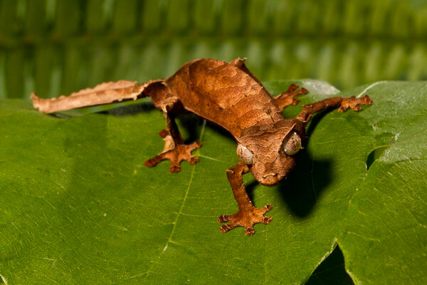 Угрозы для жизни фантастического листохвостого геккона