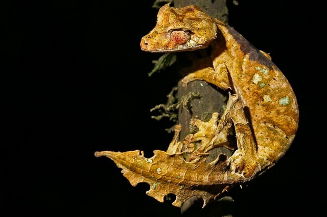 Фантастический листохвостый геккон - фото, описание, интересные факты