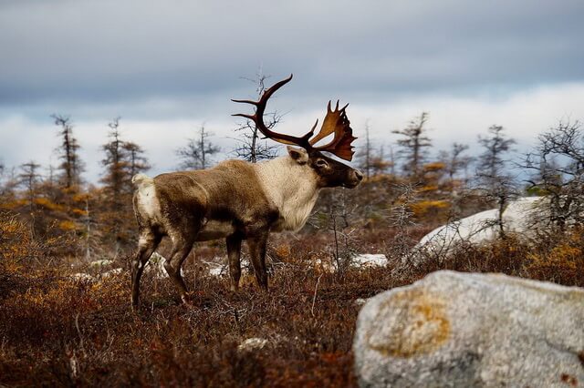 Северный олень или карибу - фото, описание, интересные факты о животном