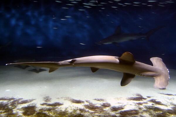 Опасные акулы в Средиземном море - Гигантская акула-молот