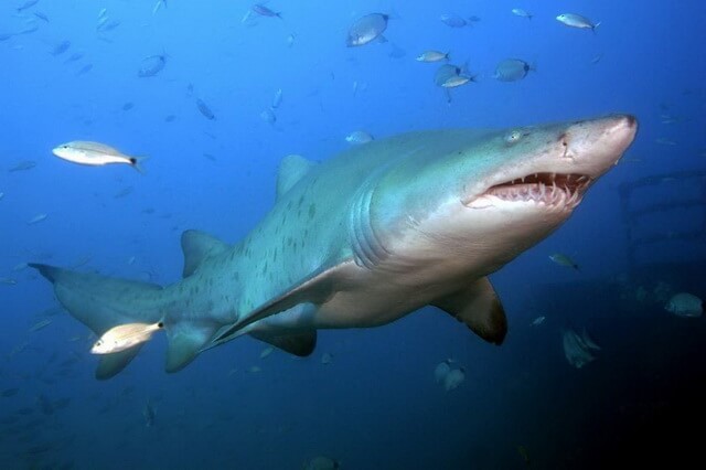 Есть ли акулы в Средиземном море 