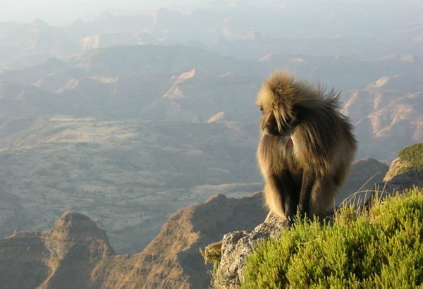 Уникальная фауна Сыменских гор Эфиопии