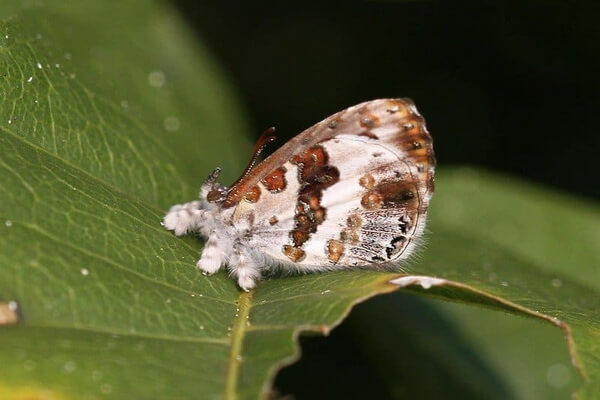 Самые маленькие бабочки с фото и описанием - Обыкновенная мохнатая бабочка (Lachnocnema bibulus)