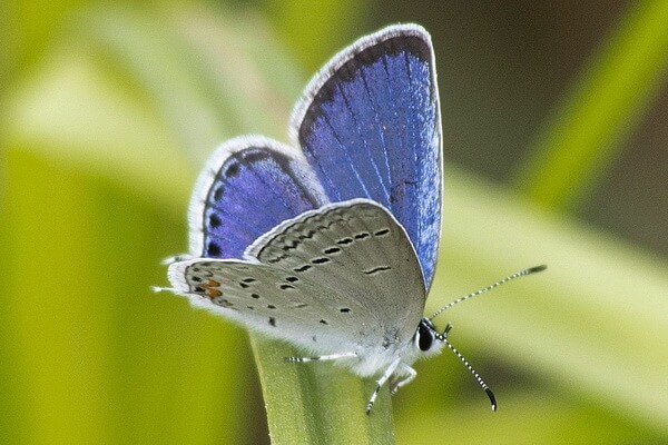 Самые маленькие бабочки с фото и описанием - Восточно-хвостатая голубянка (Everes comyntas)