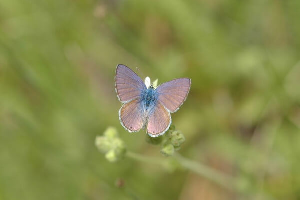 Самые маленькие бабочки с фото и описанием - Морская или синяя полосатая голубянка (Leptotes marina)