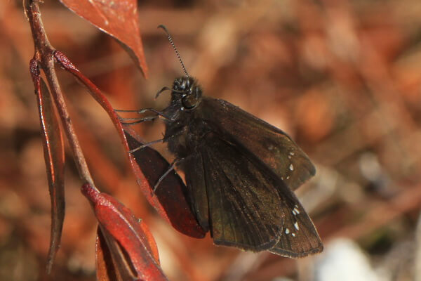 Самые маленькие бабочки с фото и описанием - Обыкновенная сажекрылка (Pholisora ​​catullus)