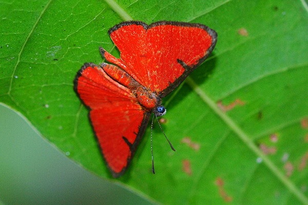 Самые маленькие бабочки с фото и описанием - Мезена Крамера (Cramer’s Mesene)