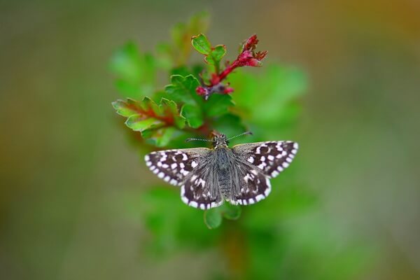 Самые маленькие бабочки с фото и описанием - Толстоголовка мальвовая, разноцветная или чёрно-белая (Pyrgus malvae)