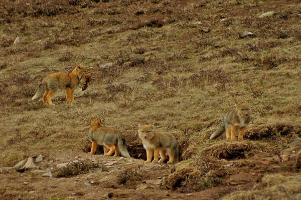 Где обитает тибетская лисица