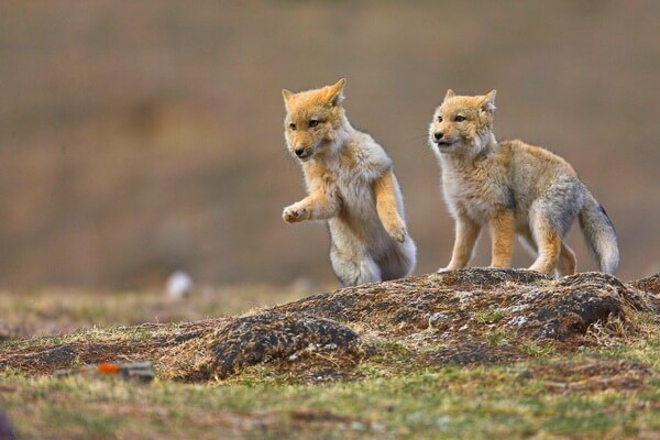 Детёныши тибетской лисицы
