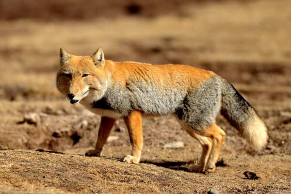 Популяция тибетской лисицы - численность и угрозы для жизни
