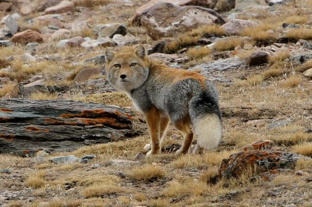 Тибетская лисица - фото, описание, интересные факты