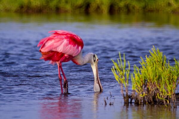 Виды тропических птиц с фото и описанием - Розовая колпица