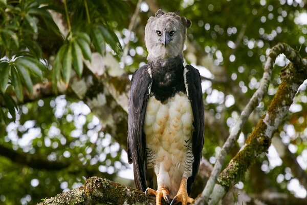 Виды тропических птиц с фото и описанием - Южноамериканская гарпия