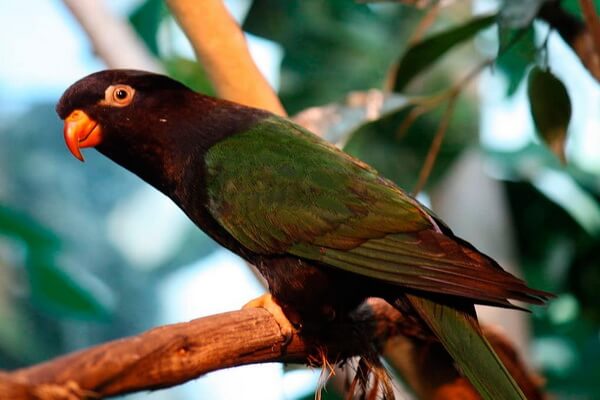 Виды тропических птиц с фото и описанием - Папуанский украшенный лори