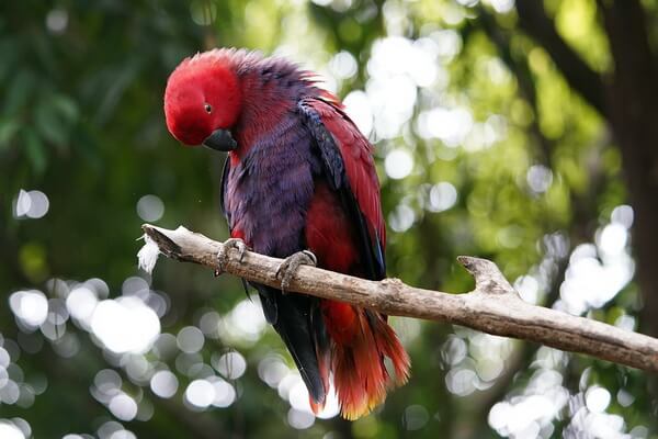Виды тропических птиц с фото и описанием - Благородный зелёно-красный попугай