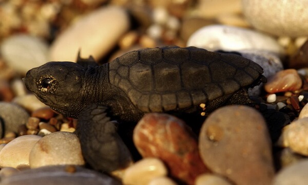 Рождение черепах на пляже Чиралы