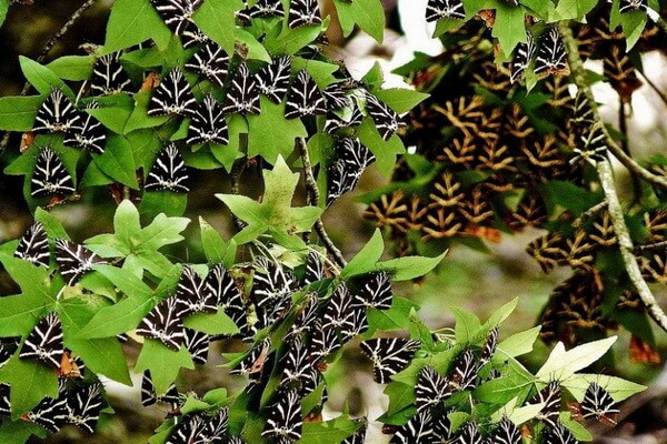 Уникальная фауна Греции - Долина бабочек на Родосе