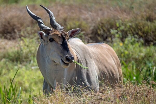 Африканские антилопы с фото и описанием - Западная канна