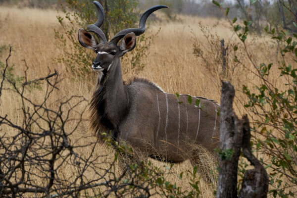Виды африканских антилоп с фото и описанием - Куду