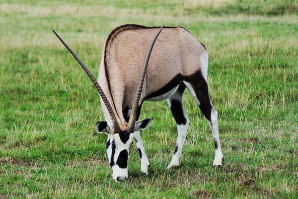 Виды антилоп в Африке - Орикс