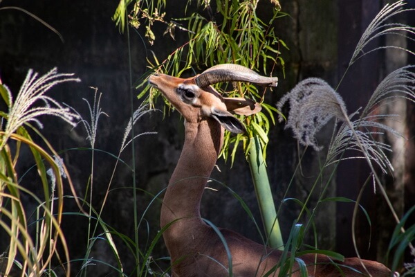 Виды африканских антилоп с фото и описанием - Геренук