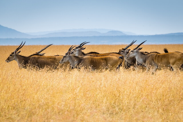 Виды африканских антилоп - фото, названия, описание