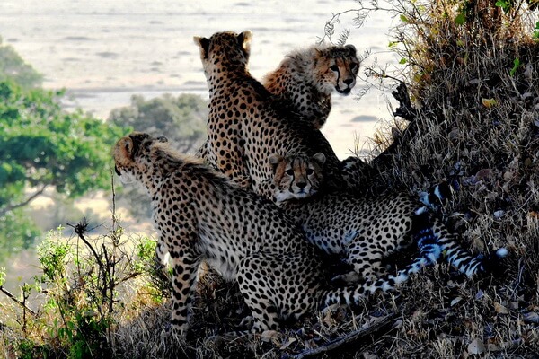 Виды гепардов с фото и описанием - Восточноафриканский гепард