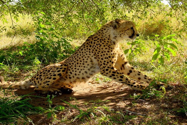 Виды гепардов с фото и описанием - Южноафриканский гепард