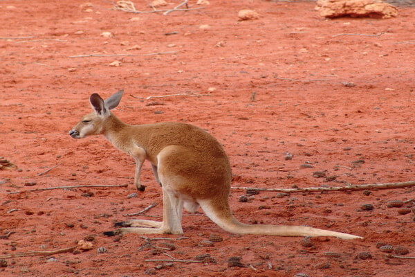 Виды кенгуру с фото и описанием - Большой рыжий или рыжий исполинский кенгуру