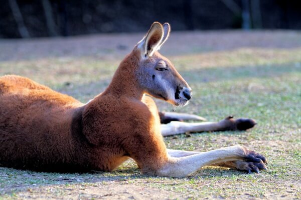 Виды кенгуру с фото и описанием - Рыжий исполинский кенгуру