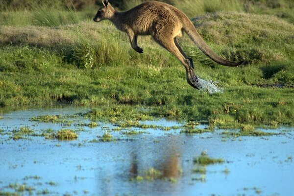 Фото гигантского кенгуру