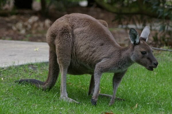 Виды кенгуру с фото и описанием - Западный серый кенгуру