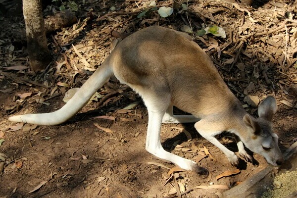 Виды кенгуру с фото и описанием - Антилоповый кенгуру или кенгуру-антилопа