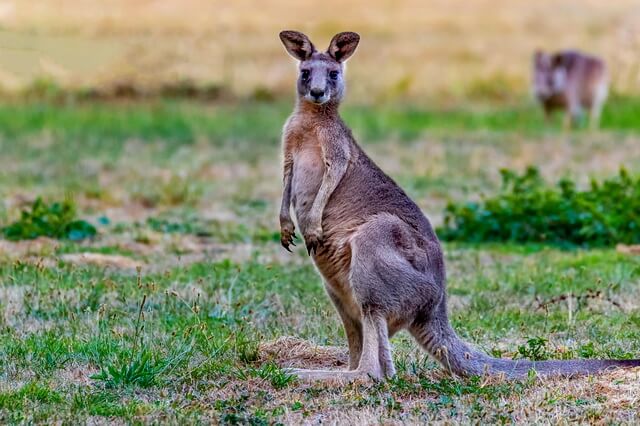 Виды кенгуру - фото, названия, описание