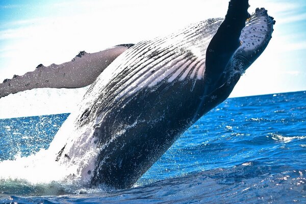 Семейства китов с фото и описанием - Полосатиковые киты или полосатики