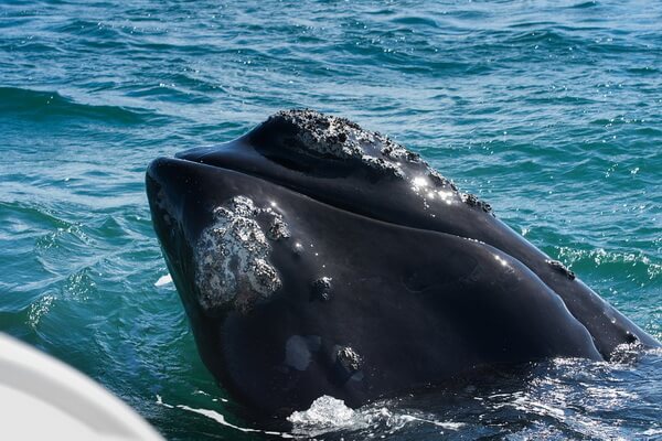 Семейства китов с фото и описанием - Гладкие киты
