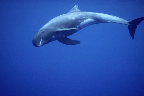 Семейства и виды китов с фото и описанием - Карликовые киты