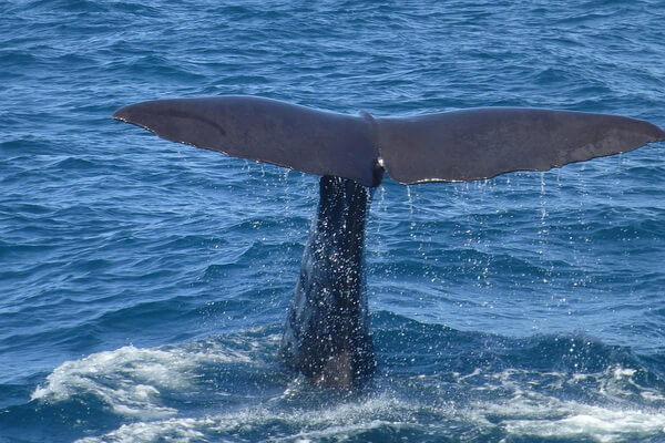 Семейства и виды китов с фото и описанием - Кашалоты или спермацетовые киты