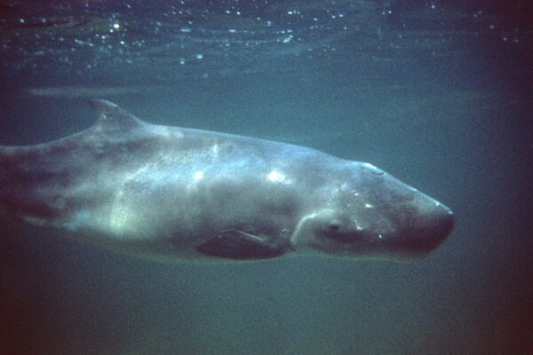 Семейства и виды китов с фото и описанием - Карликовые кашалоты