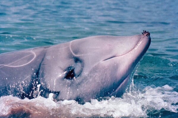 Семейства и виды китов с фото и описанием - Клюворыловые или клюворылые киты